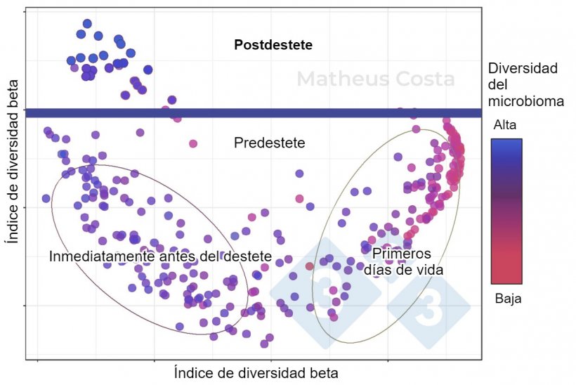 Figura&nbsp;1. Diagrama de dispersi&oacute;n que muestra las&nbsp;asociaciones entre la composici&oacute;n del&nbsp;microbioma&nbsp;de los cerdos&nbsp;durante los primeros d&iacute;as de vida&nbsp;(0-7 d&iacute;as), inmediatamente antes del destete&nbsp;(21 d&iacute;as) y despu&eacute;s del destete&nbsp;(100 d&iacute;as). El mayor cambio se observa entre las muestras predestete y&nbsp;postdestete. La diversidad alfa alcanza su m&aacute;ximo despu&eacute;s del destete (mostrada como &quot;diversidad del microbioma&quot;).
